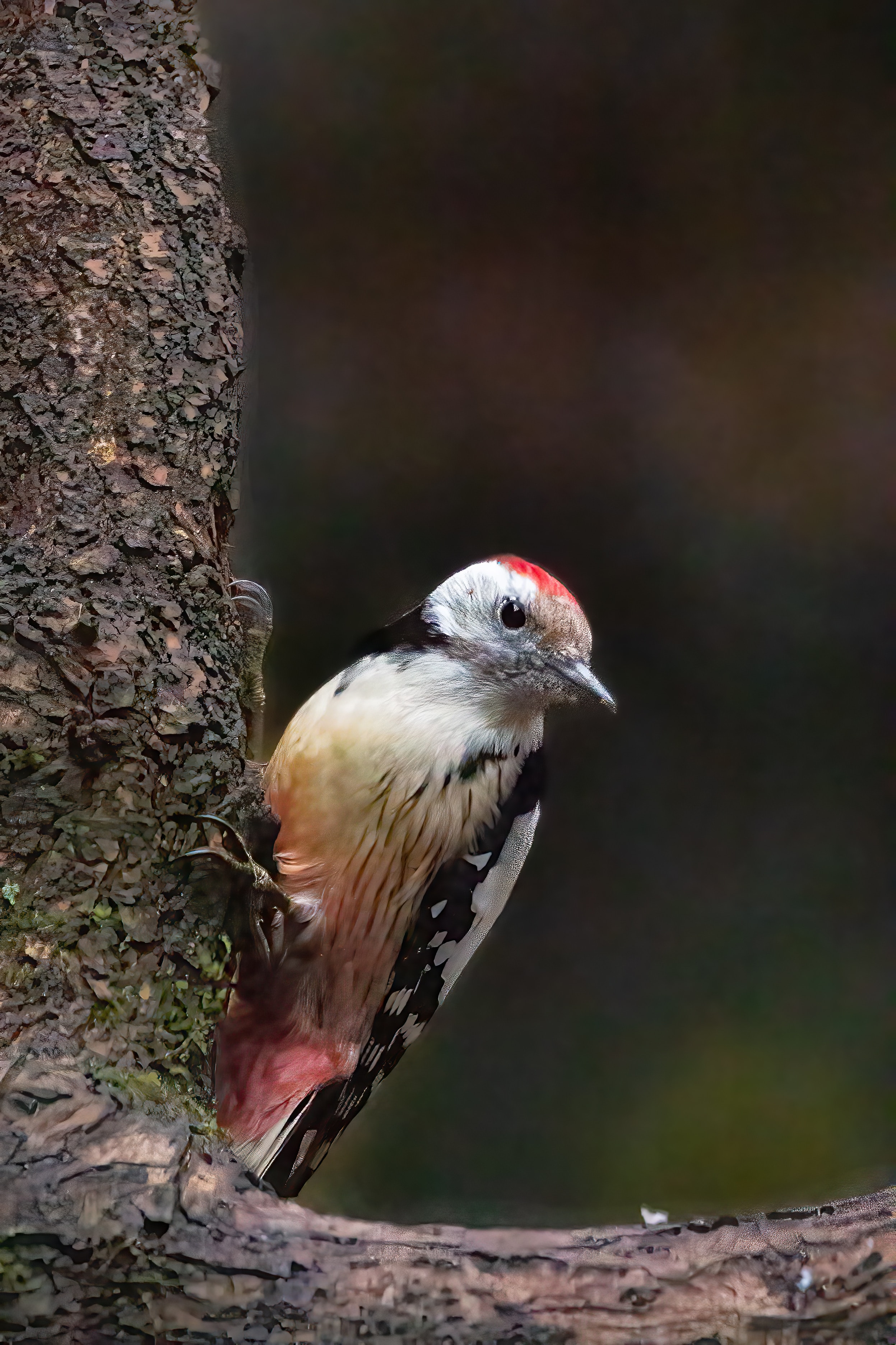 Greater spotted woodpecker on a tree