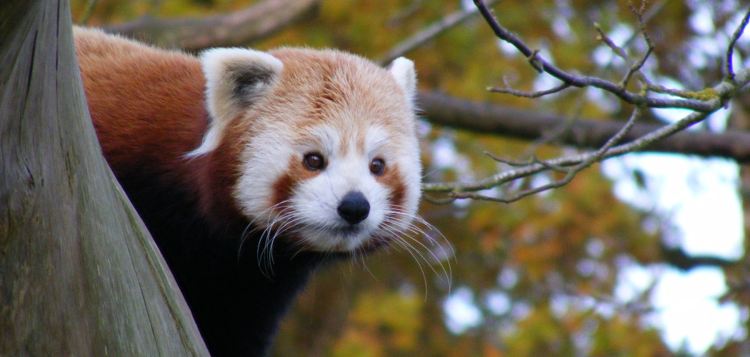 Red Panda at Cotswold Wildlife Park