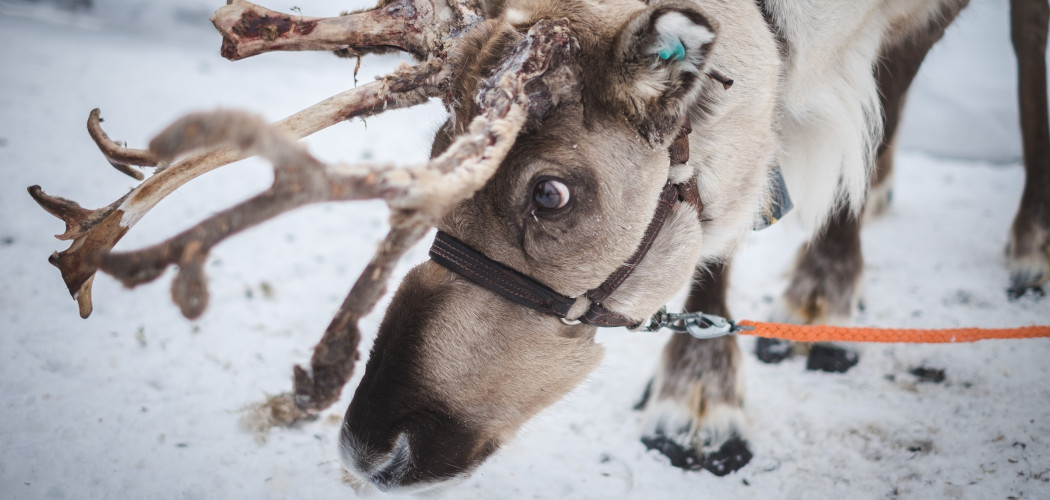 Nutley Farm Christmas lights and reindeer experience