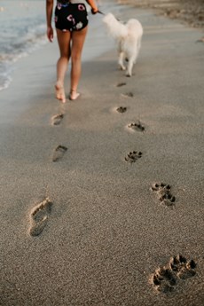 a dog and person walking together on a beach in Dorset